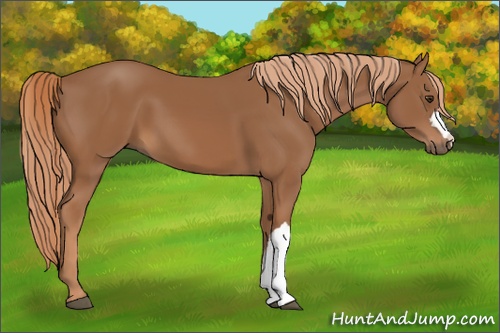 Horse Color: Chestnut 