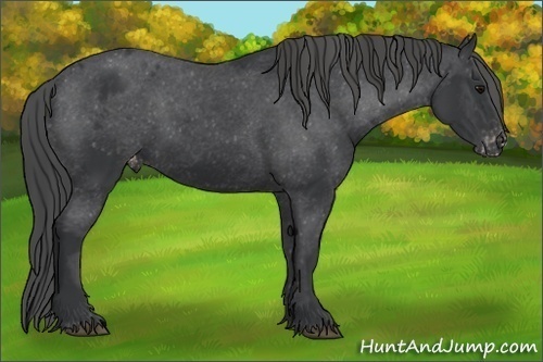 Horse Color:Black Appaloosa