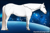 Horse Color:White Spotted Blue Roan Splash Frame Appaloosa