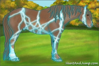 Horse Color:Thunderstruck Liver Chestnut Appaloosa 