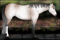 Horse Color:Gray Bay 