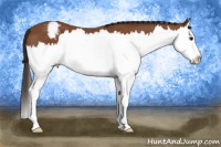 Horse Color:Bay Splash Snowcap 