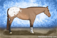 Horse Color:Bay Dun Appaloosa 