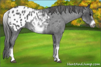 Horse Color:White Spotted Blue Roan Splash Frame Appaloosa 