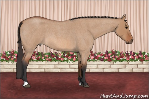 Horse Color: Bay Roan Dun 