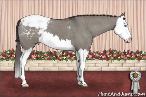 Horse Color: Grullo Roan Splash Snowcap 