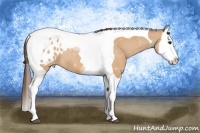 Horse Color:Bay Dun Splash Tobiano Blanket 