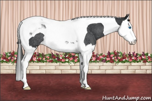Horse Color: Blue Roan Splash Tobiano Varnish Rabicano 