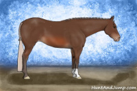 Horse Color:Silver Bay Appaloosa 