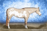 Horse Color:Red Dun Roan Frame Appaloosa 