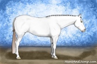 Horse Color:White Spotted Amber Champagne Appaloosa