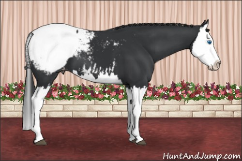 Horse Color: Black Splash Snowcap 