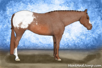 Horse Color:Chestnut Appaloosa 