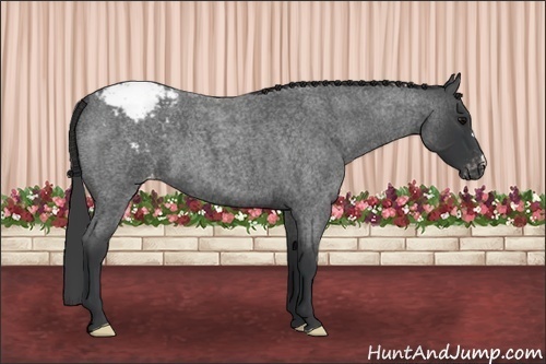 Horse Color: Blue Roan Snowcap 