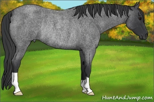Horse Color:Blue Roan Rabicano