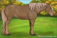 Horse Color:Chocolate Palomino Appaloosa 