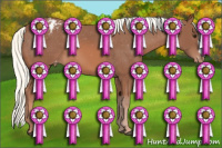 Horse Color:Liver Chestnut Mushroom Appaloosa