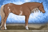 Horse Color:White Spotted Chestnut Sabino