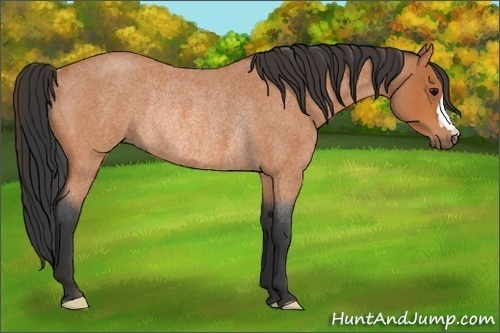 Horse Color: Bay Roan Rabicano 