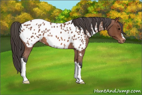 Horse Color: Bay Roan Near Leopard 