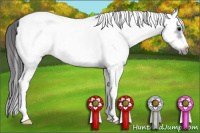 Horse Color:White Spotted Blue Roan Splash Frame Appaloosa 