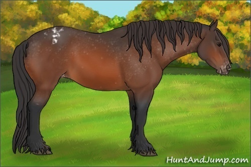 Horse Color: Bay Blanket 