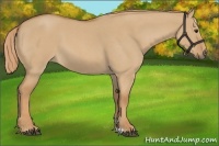 Horse Color:Red Dun Roan 