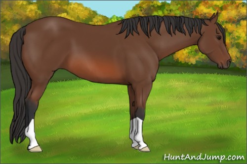 Horse Color: Unknown 