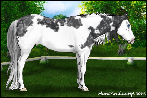 Horse Color:White Spotted Black Ice Splash Frame 