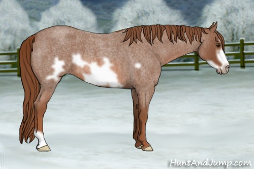 Horse Color: Liver Red Roan Frame 