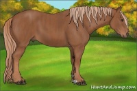 Horse Color:Chestnut Brindle