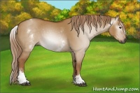 Horse Color:Gray White Spotted Red Dun 