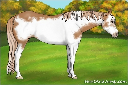 Horse Color:Chestnut Splash Frame
