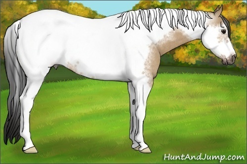 Horse Color:Gray Bay Dun Tobiano Frame Blanket Rabicano 