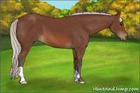 Horse Color:Silver Bay 