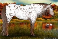 Horse Color:Gray Chestnut Near Leopard 