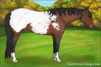 Horse Color:Bay Roan Snowcap 
