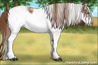 Horse Color:White Spotted Chestnut Frame 