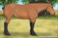Horse Color:Bay Rabicano 