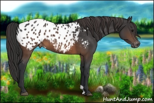 Horse Color:Brown Appaloosa 