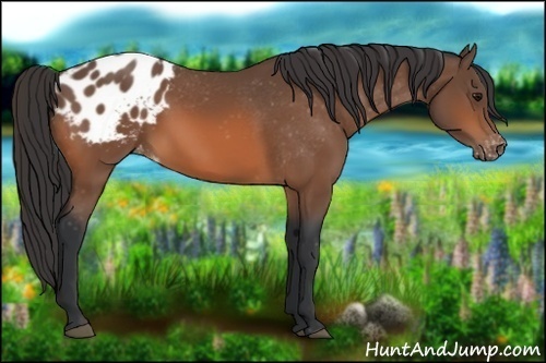 Horse Color:Bay Appaloosa 
