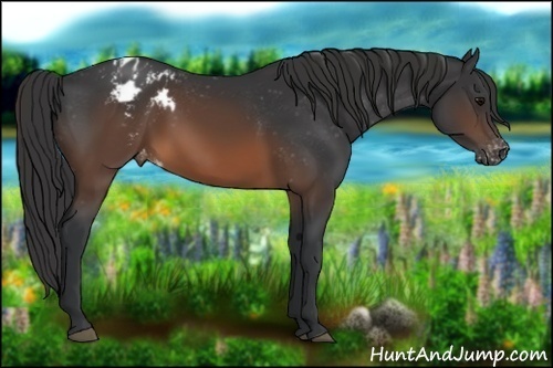 Horse Color:Brown Appaloosa 
