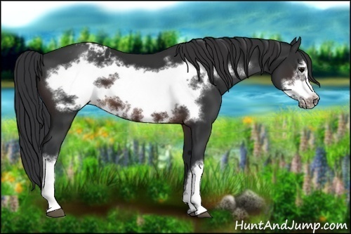 Horse Color:Brown Frame Appaloosa 