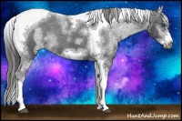 Horse Color:White Spotted Black Splash Tobiano Frame Appaloosa 