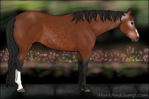 Horse Color:Gray Bay 