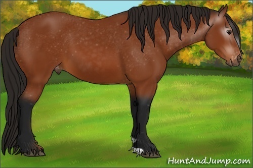 Horse Color:Gray Bay Varnish 