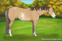 Horse Color:Amber Cream Champagne Sabino Rabicano