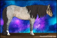 Horse Color:Buckskin Ice Roan