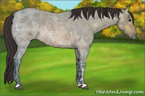 Horse Color: Buckskin Ice Roan 