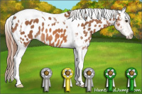 Horse Color:Chestnut Tobiano Near Leopard 